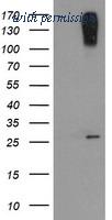 OriGene TA505101BM image 1