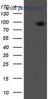 OriGene TA505105AM image 1