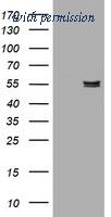 OriGene TA505107S image 1