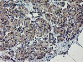 OriGene TA505109S image 1