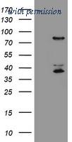OriGene TA505120BM image 1