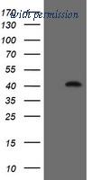 OriGene TA505121AM image 1