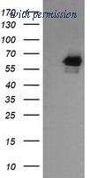OriGene TA505140S image 1