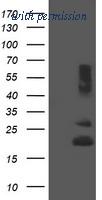 OriGene TA505149AM image 1