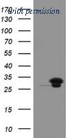 OriGene TA505168AM image 1