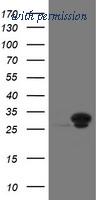OriGene TA505169AM image 1