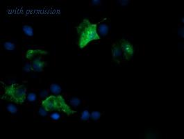 OriGene TA505181AM image 1