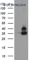 OriGene TA505198BM image 1