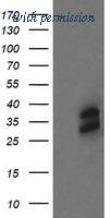 OriGene TA505204AM image 1