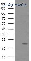 OriGene TA505216AM image 1