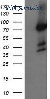 OriGene TA505235AM image 1