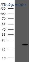 OriGene TA505245AM image 1
