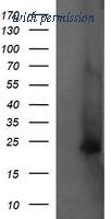 OriGene TA505249AM image 1