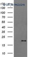 OriGene TA505250AM image 1