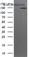 OriGene TA505256AM image 1