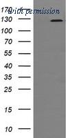 OriGene TA505257BM image 1