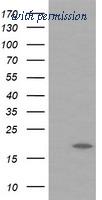 OriGene TA505262AM image 1