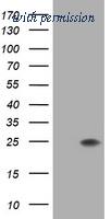 OriGene TA505265AM image 1