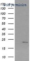 OriGene TA505267S image 1