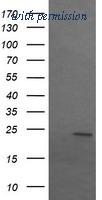 OriGene TA505268BM image 1