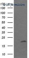 OriGene TA505286BM image 1