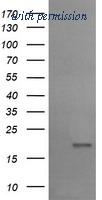 OriGene TA505288BM image 1