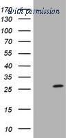 OriGene TA505289BM image 1