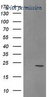 OriGene TA505290S image 1