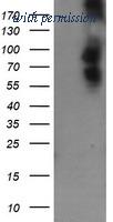OriGene TA505323S image 1