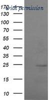 OriGene TA505338S image 1