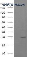 OriGene TA505339BM image 1