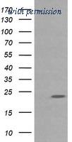 OriGene TA505341AM image 1
