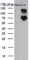 OriGene TA505351AM image 1