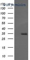 OriGene TA505362S image 1