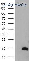 OriGene TA505368AM image 1