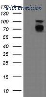 OriGene TA505371AM image 1