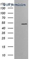 OriGene TA505372BM image 1