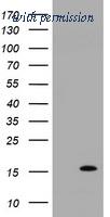 OriGene TA505378AM image 1