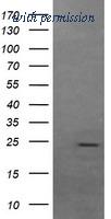 OriGene TA505383BM image 1