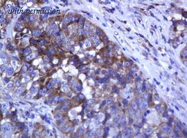 OriGene TA505388AM image 1