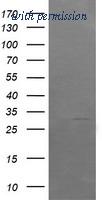 OriGene TA505405AM image 1