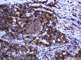 OriGene TA505406BM image 1