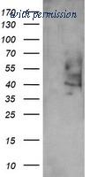 OriGene TA505412S image 1