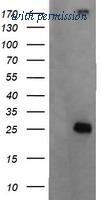 OriGene TA505413AM image 1