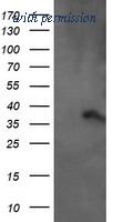 OriGene TA505414BM image 1