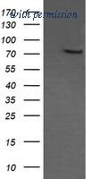 OriGene TA505418S image 1