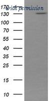 OriGene TA505422BM image 1