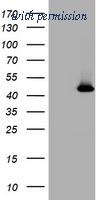 OriGene TA505423BM image 1