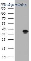 OriGene TA505424BM image 1