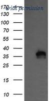 OriGene TA505425S image 1